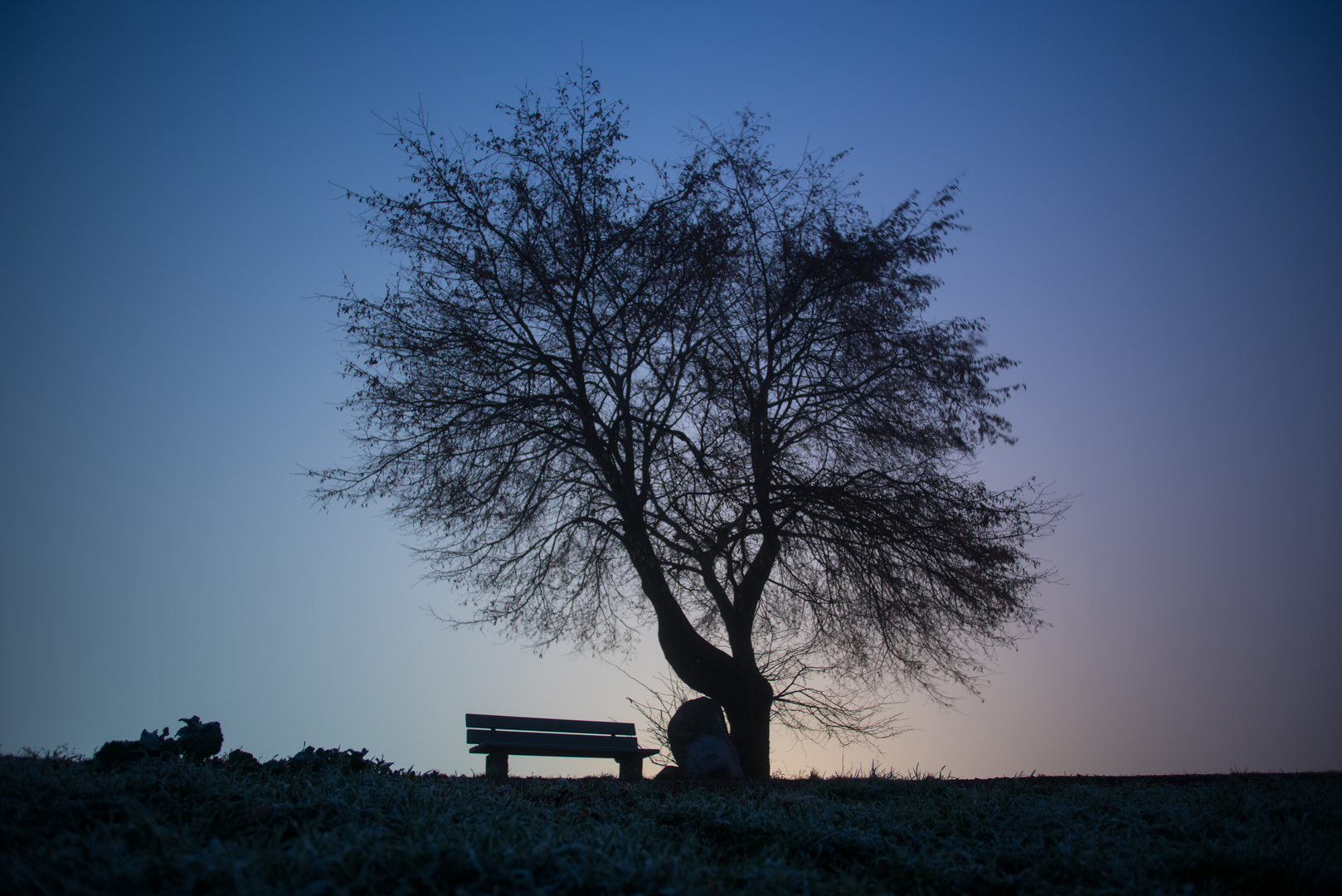 Morgenstimmung mit Baum