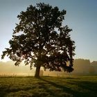 Morgenstimmung mit Baum