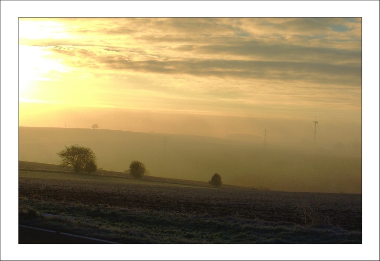 Morgenstimmung mit Eifelspargel