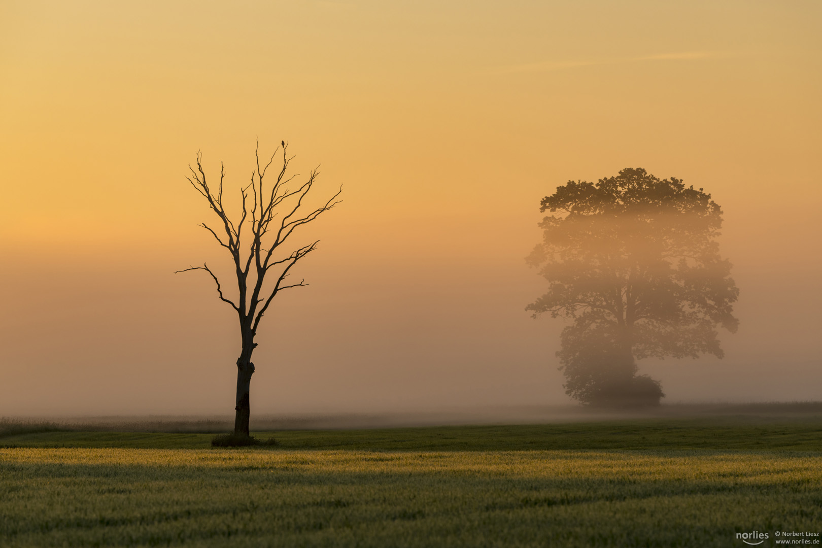 Morgenstimmung mit Nebel