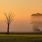 Morgenstimmung mit Nebel