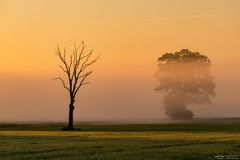 Morgenstimmung mit Nebel