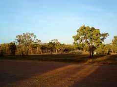 Morgenstimmung mit Wallaby