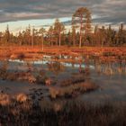 Morgenstimmung, Moor in Schweden