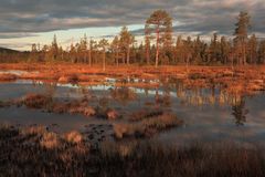 Morgenstimmung, Moor in Schweden