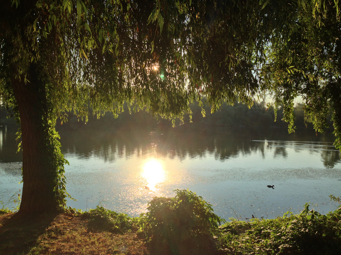 Morgenstimmung (Spätsommer)