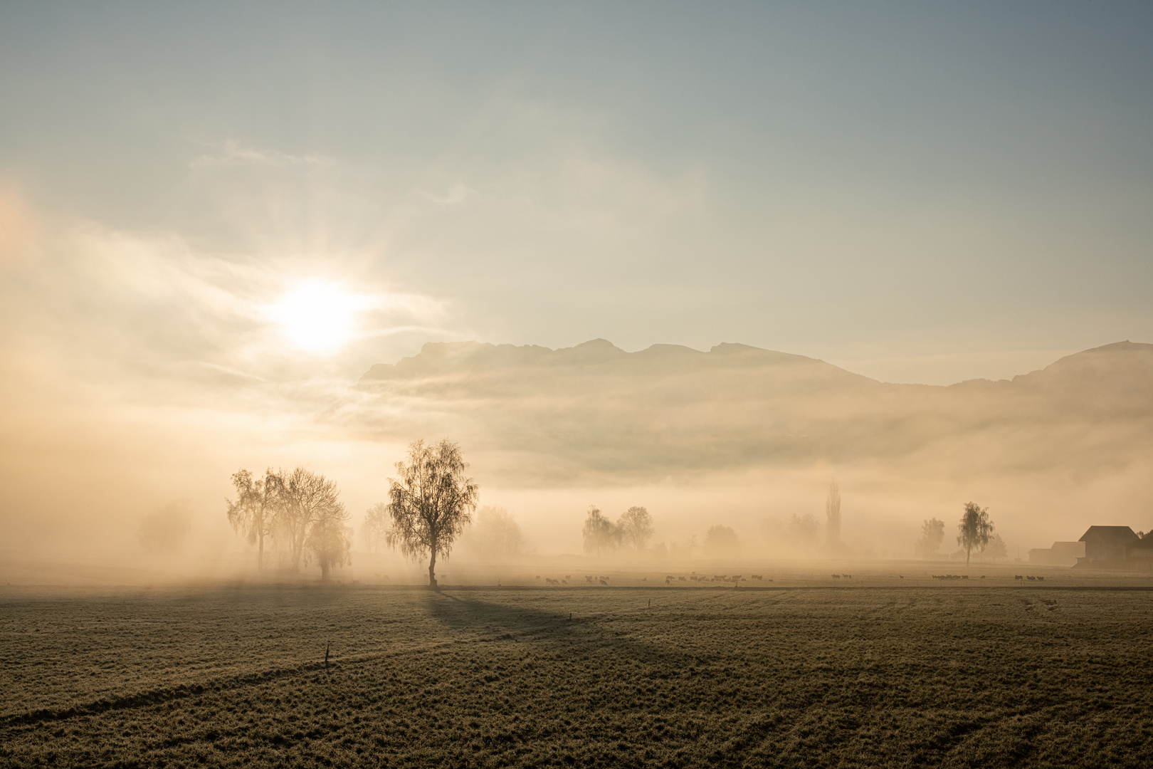 Morgenstimmung_im_Moos