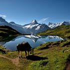 Morgenstund am Bachalpsee