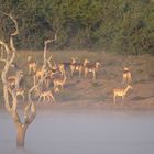 Morgenstund am Sable Dam