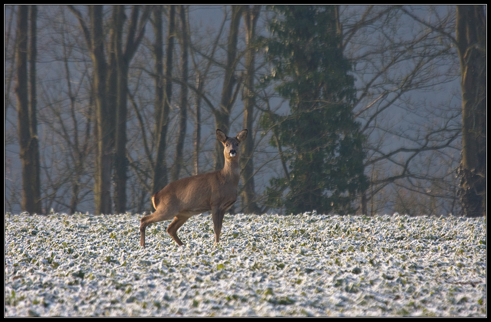 Morgenstund