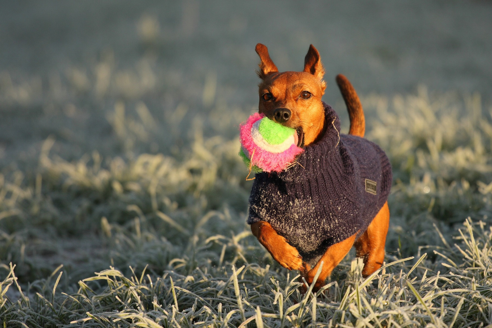 Morgenstund hat Ball im Mund