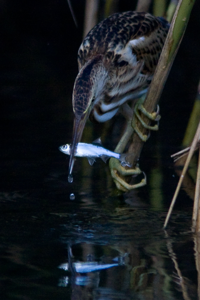 Morgenstund hat Fisch im Mund