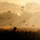 Morgenstund hat Gold im Mund