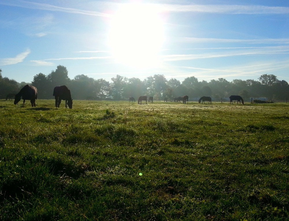 Morgenstund hat Gold im Mund