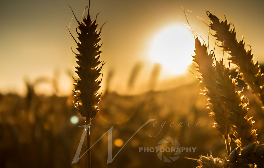 Morgenstund hat Gold im Mund