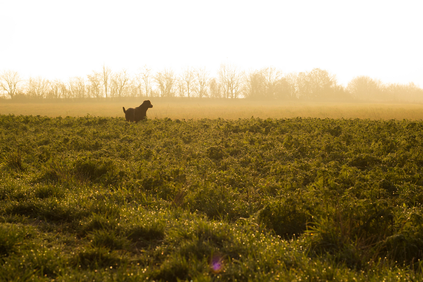 Morgenstund hat Gold im Mund