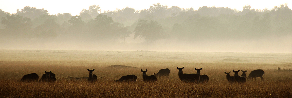 Morgenstund hat Gold im Mund