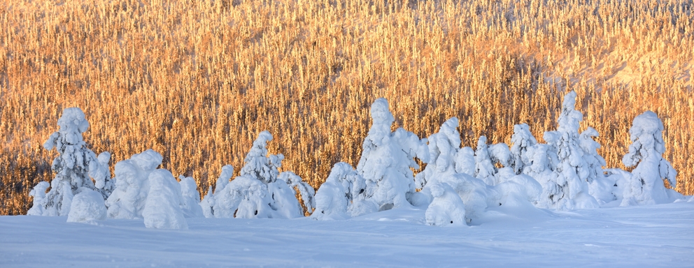 Morgenstund hat Gold im Mund – Ein Wintermorgen in Lappland