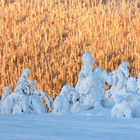 Morgenstund hat Gold im Mund – Ein Wintermorgen in Lappland