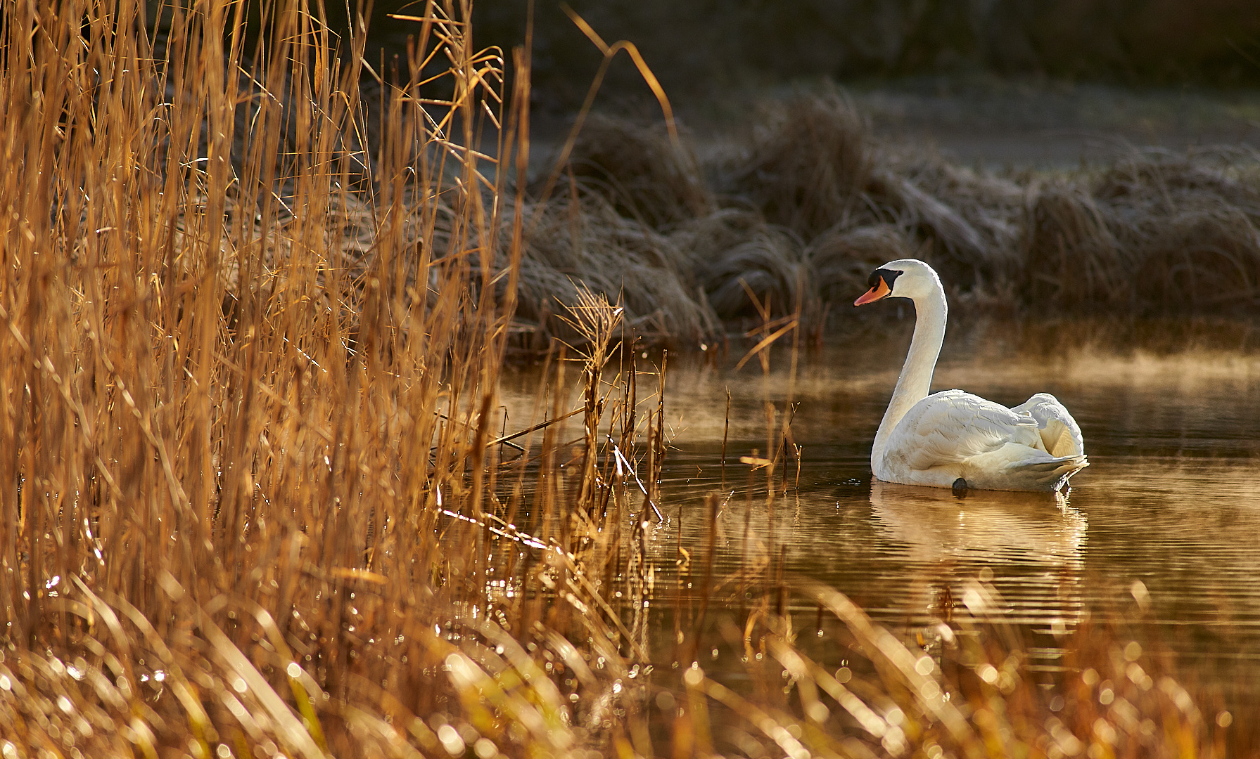 Morgenstund hat Gold im...das Licht war ein Traum, war das schön am Vogelwoog heute..