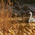 Morgenstund hat Gold im...das Licht war ein Traum, war das schön am Vogelwoog heute..