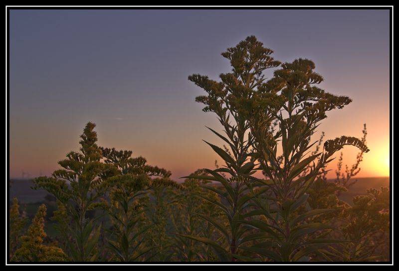 Morgenstund hat Gold in der Ecke... (03507)