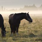 Morgenstund hat Gras im Mund