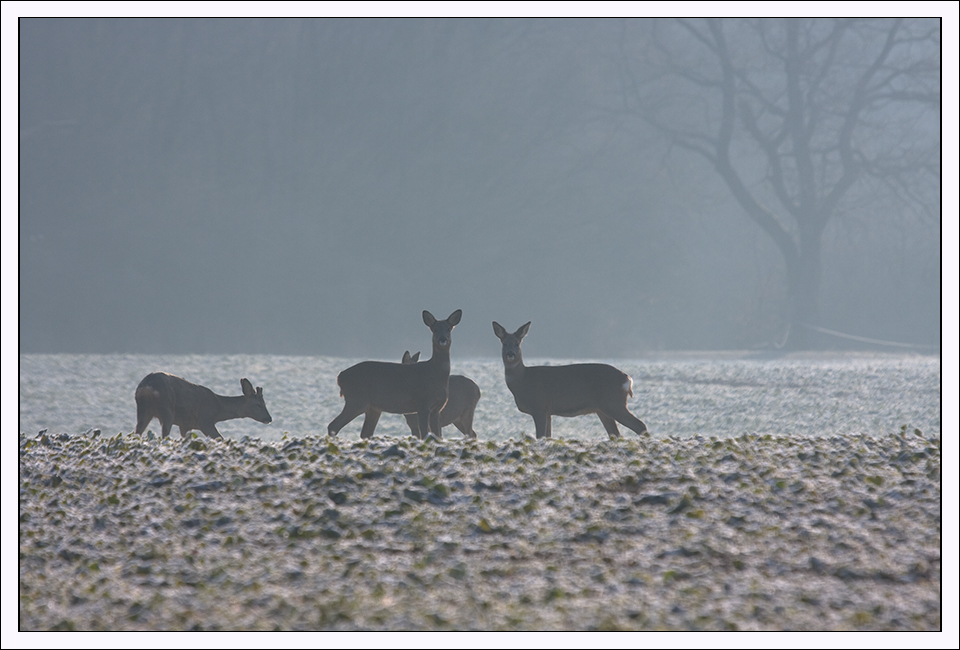 Morgenstund II