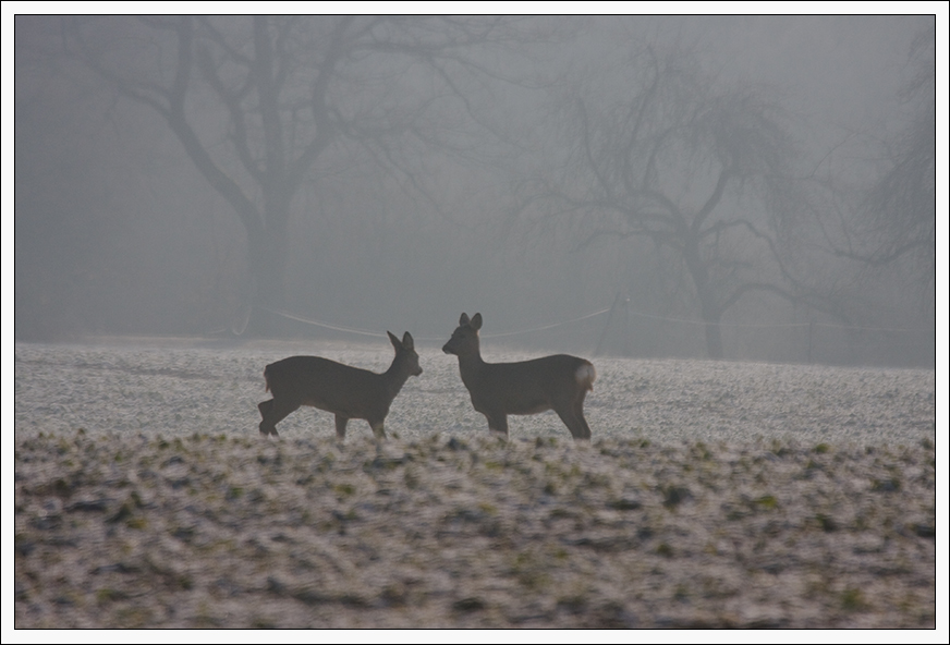 MORGENSTUND III