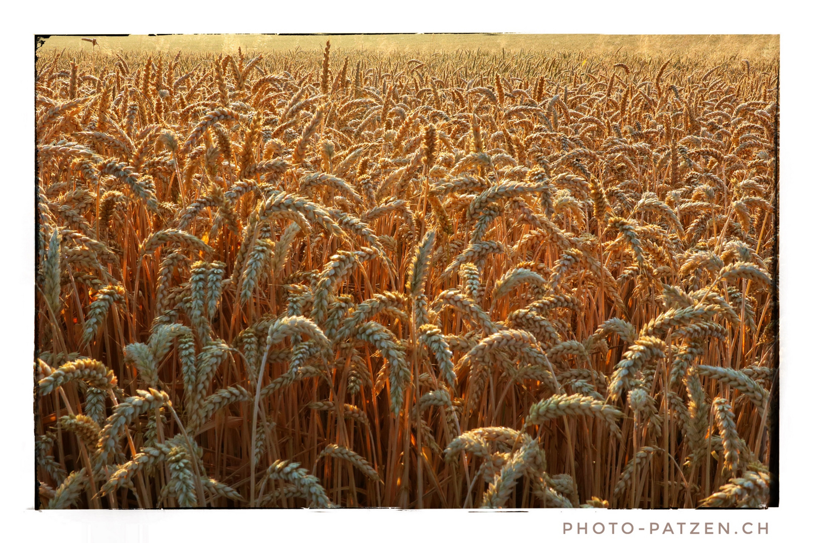 Morgenstund im Kornfeld