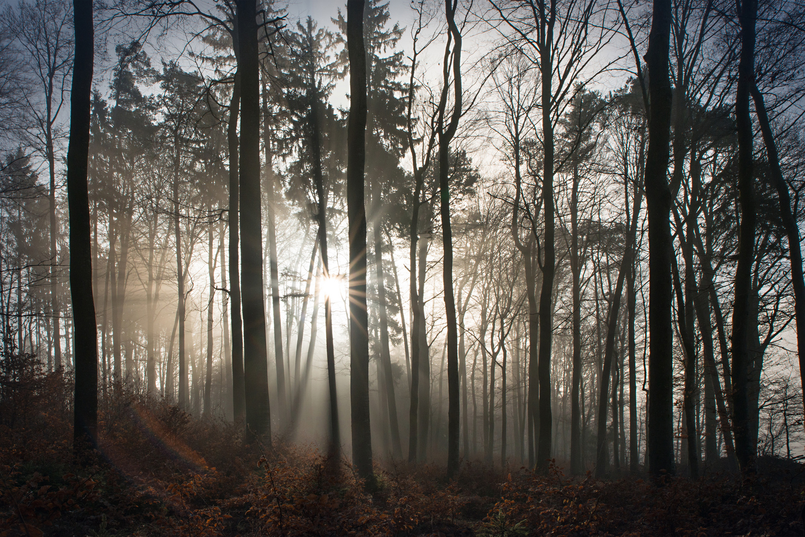 Morgenstund' im Nebelwald