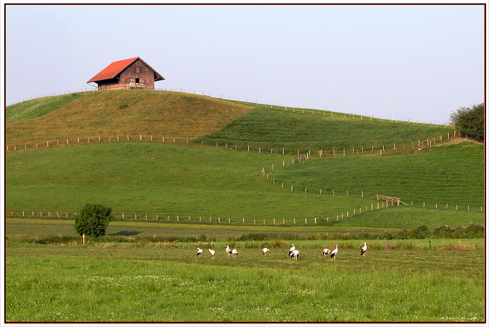 Morgenstund im Storchengrund