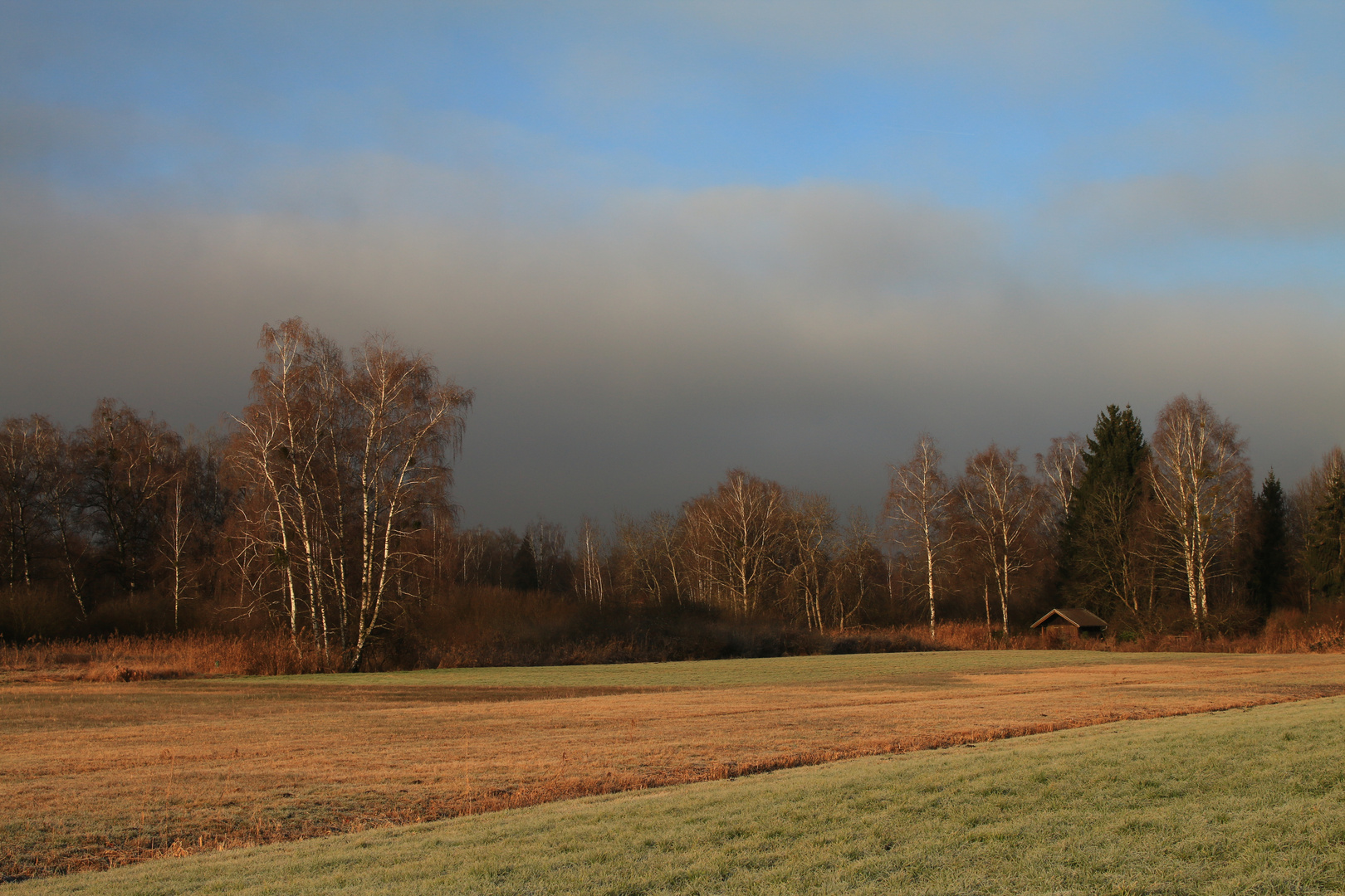 Morgenstund Lauteracher Ried_IMG_0259