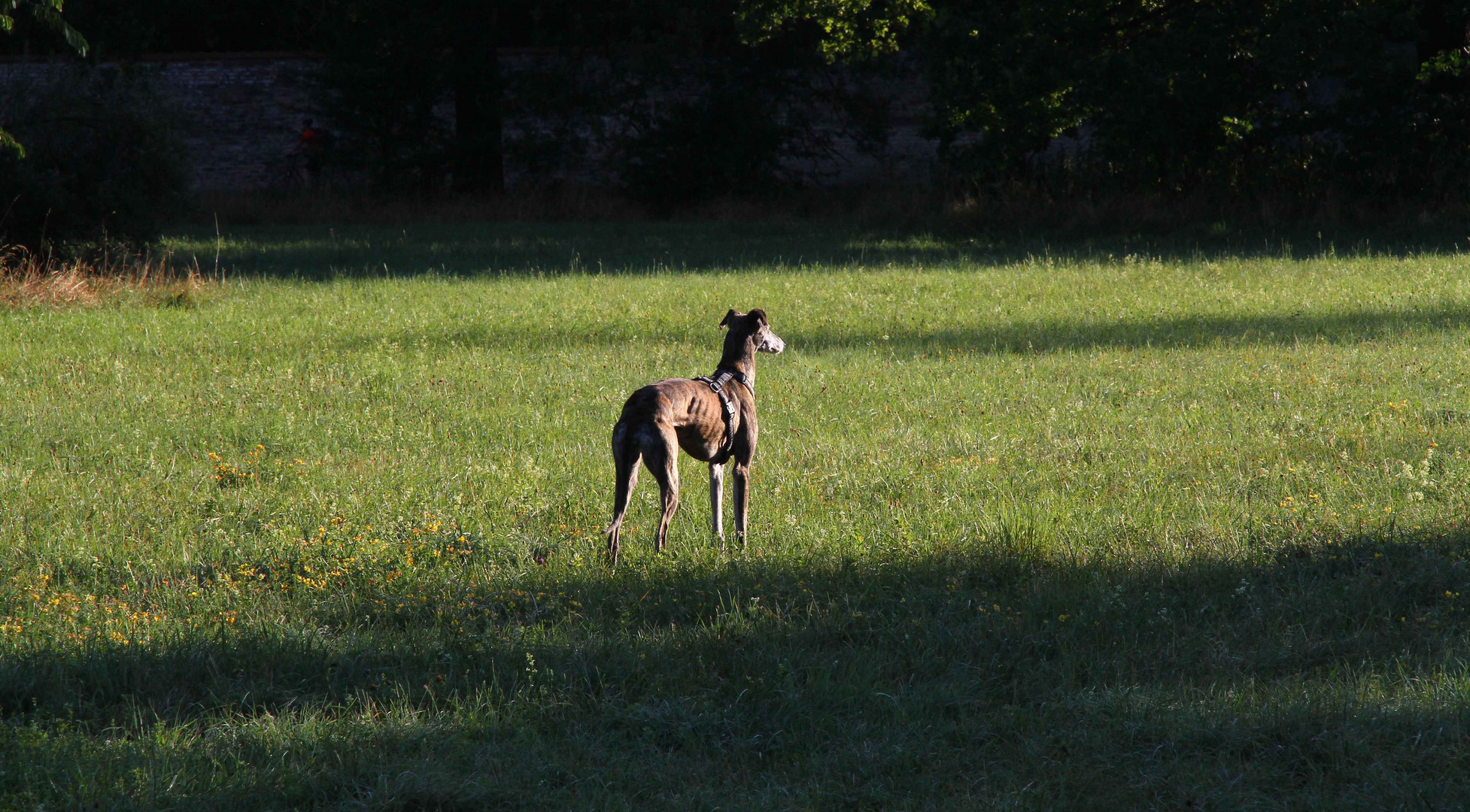 Morgenstund mit Hund