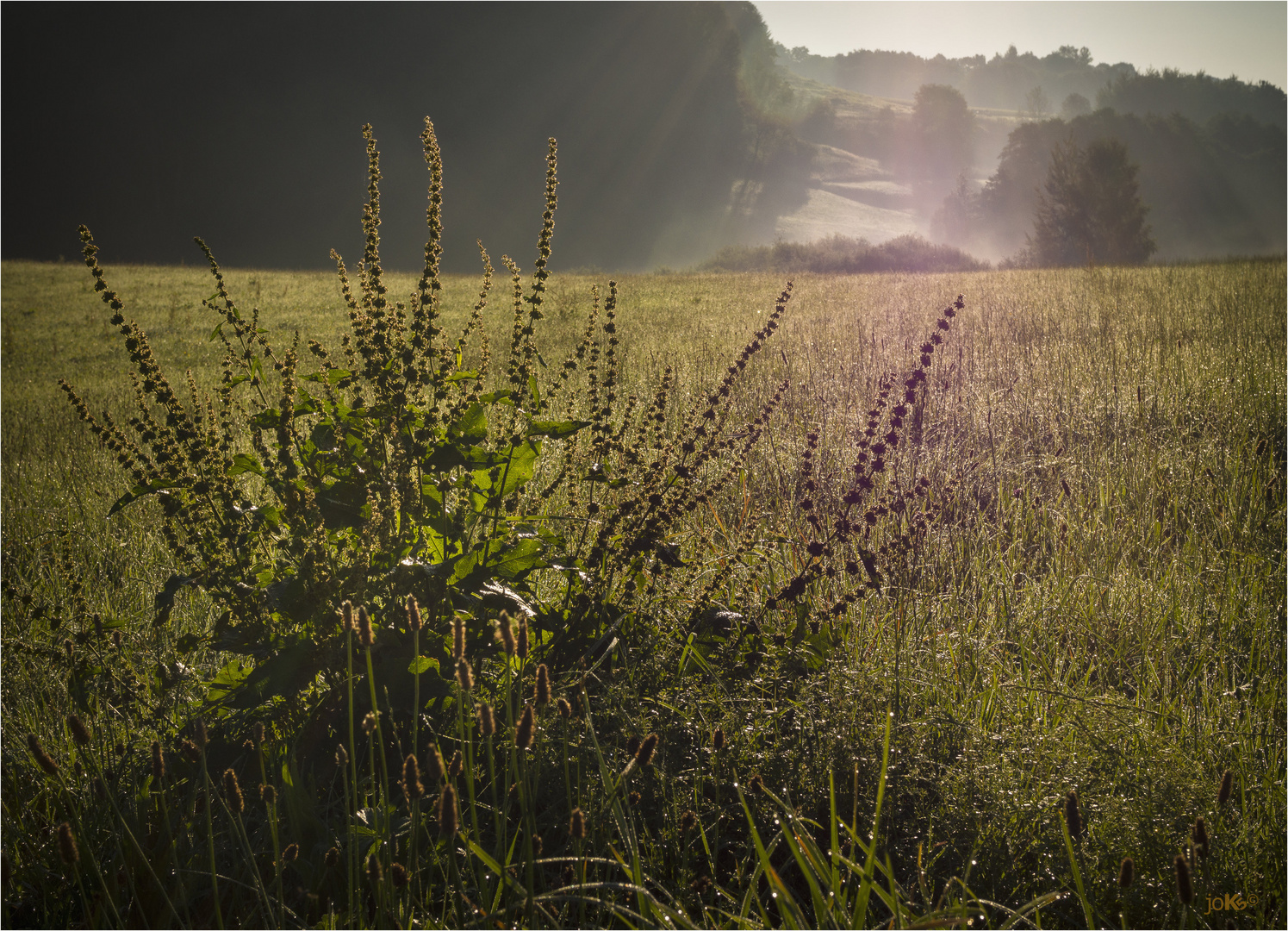 Morgenstunde