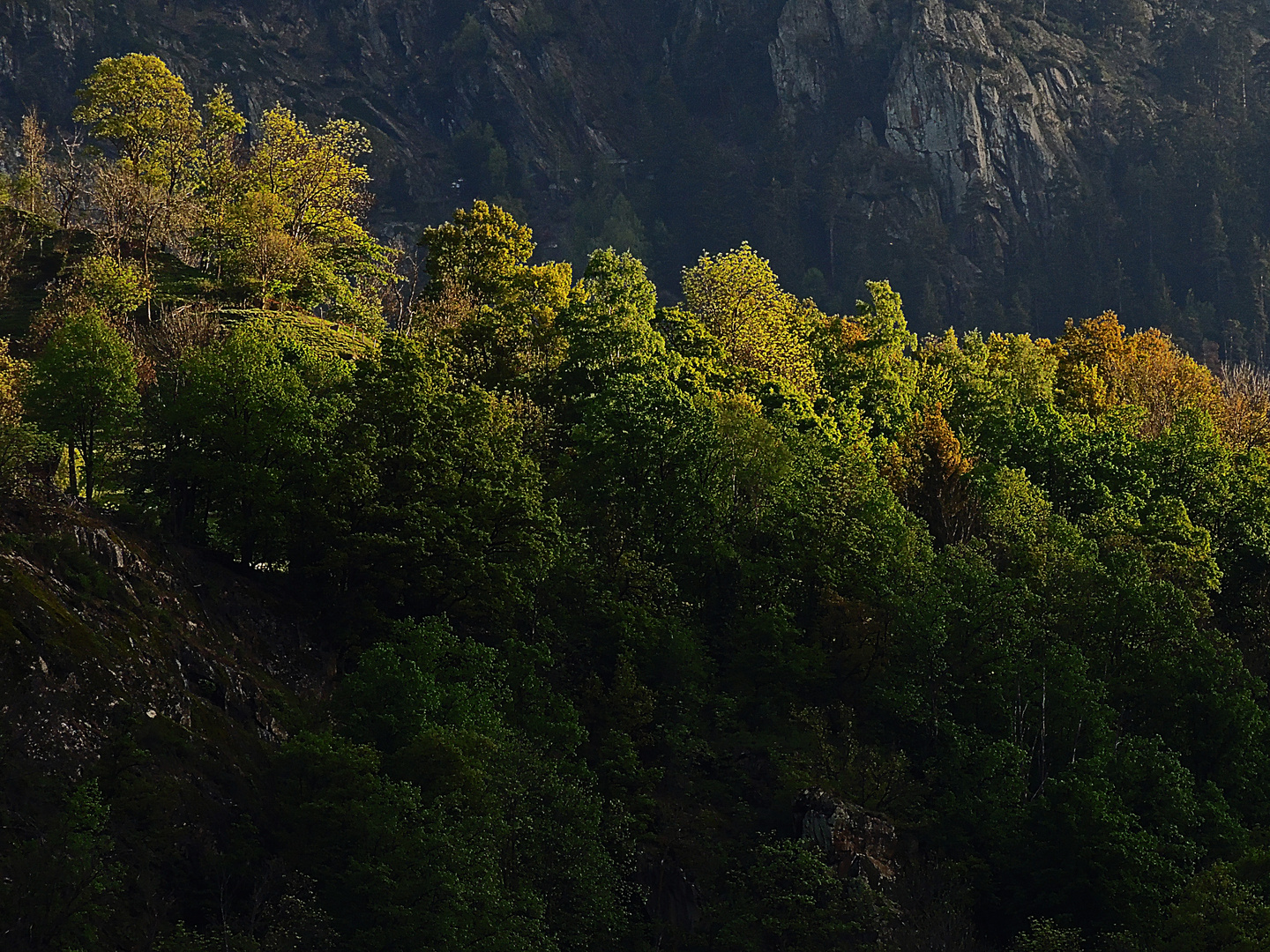 Morgenstunde am Hausberg