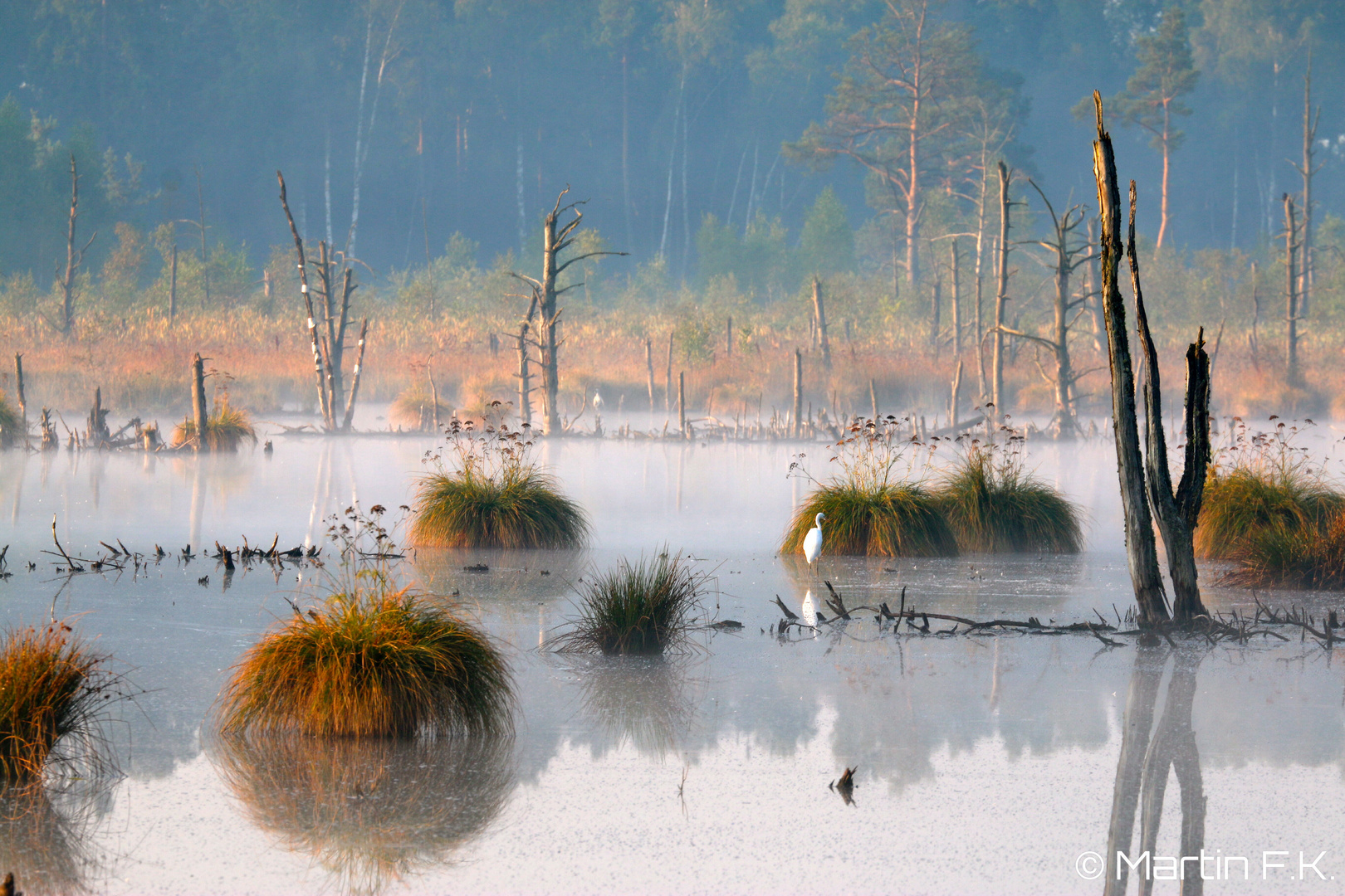 Morgenstunde im Schwenninger Moos