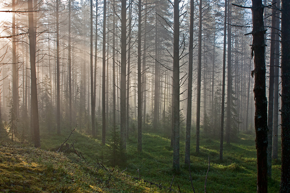 Morgenstunde in Lappland