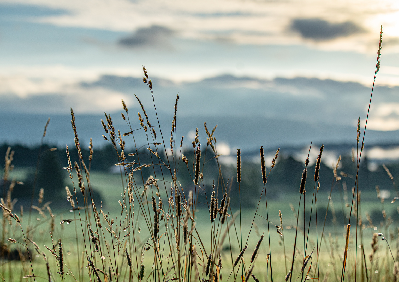 Morgenstunden im Bay. Wald