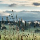 Morgenstunden im Bay. Wald