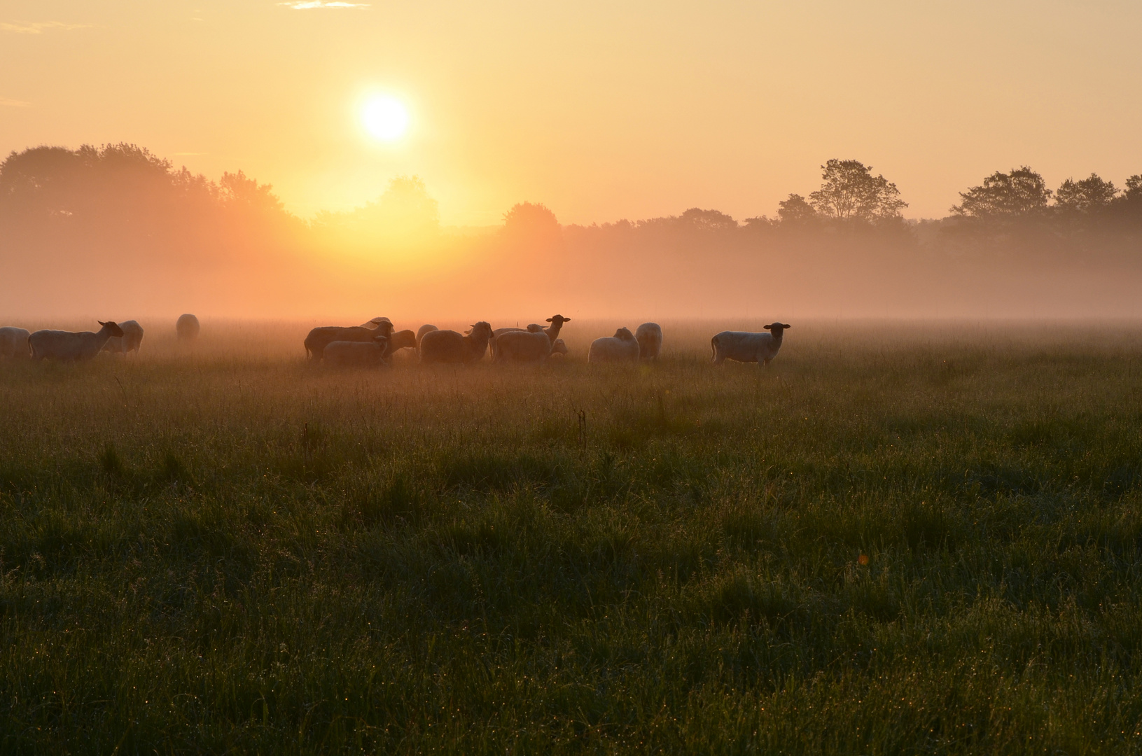 Morgenstunden in Pützchen