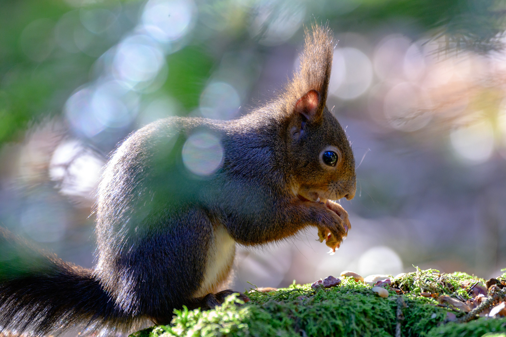 Morgenstund`hat Nuss im Mund