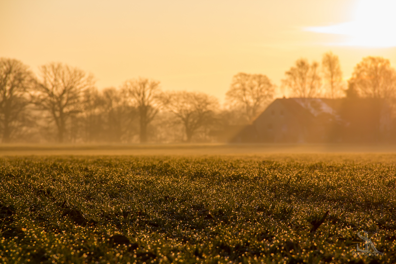 Morgentau