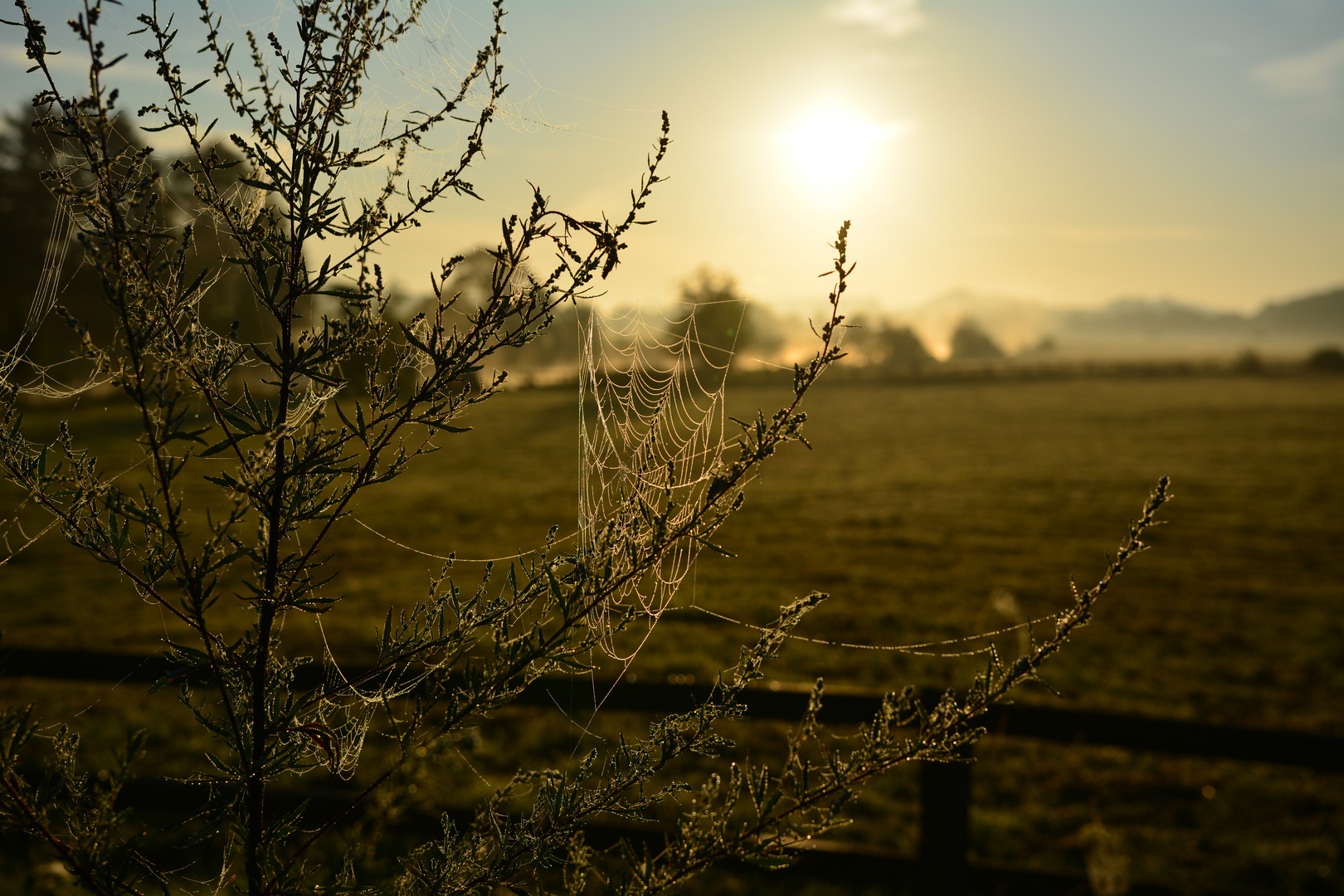 Morgentau