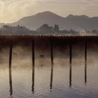 Morgentau am Chiemsee