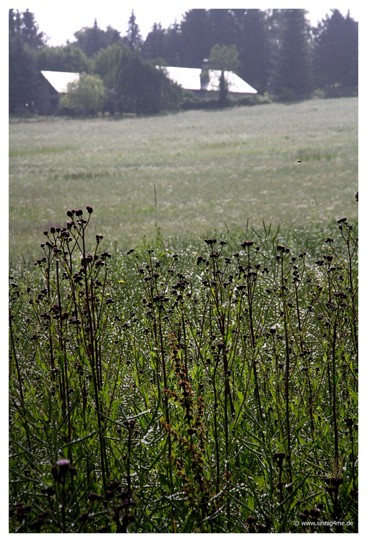 morgentau am feldesrand