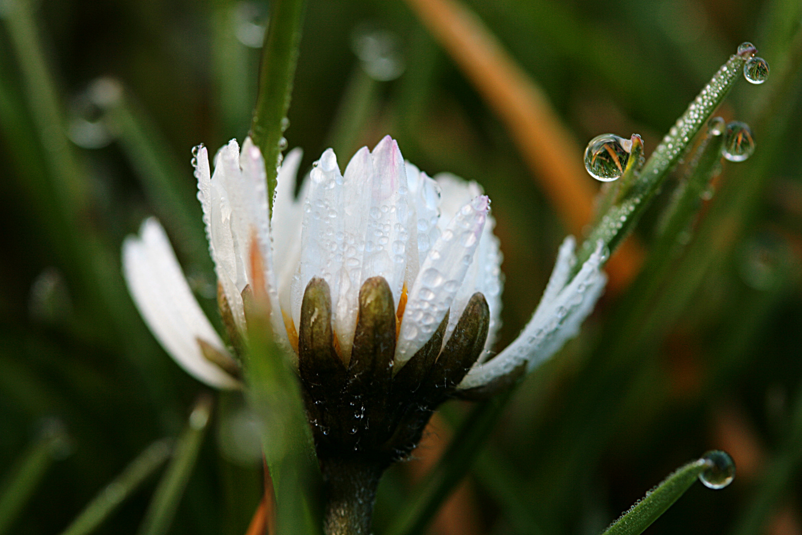 Morgentau am Gänseblümchen