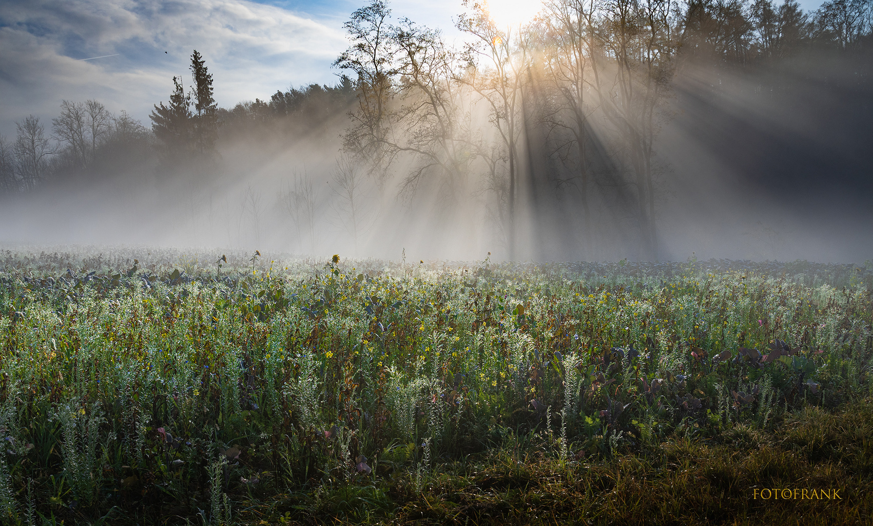 Morgentau am Herbstfeld