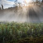 Morgentau am Herbstfeld