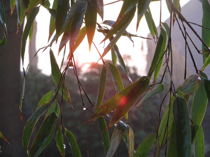 Morgentau am nebligen Sonntagmorgen